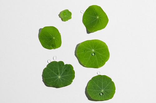 סנטלה אסיאתיקה