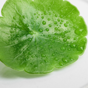 סנטלה אסיאתיקה